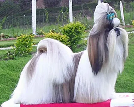Shih Tzu — canine cost calculator breed profile