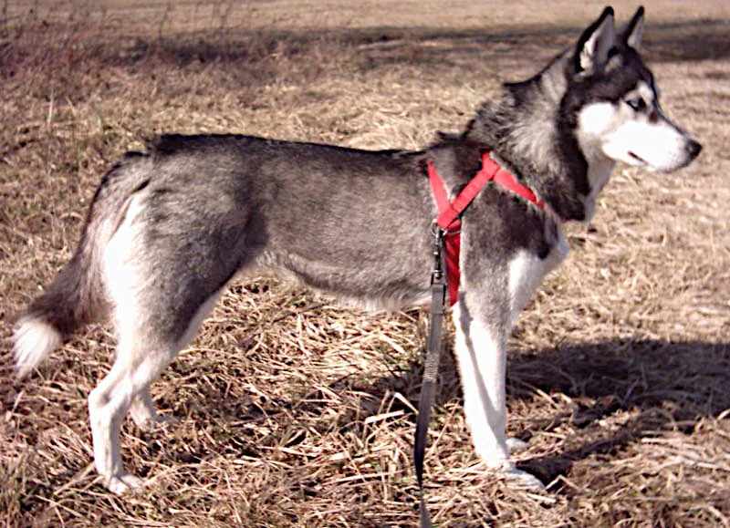 Siberian Husky — canine cost calculator breed profile