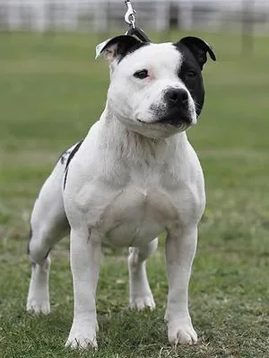 Staffordshire Bull Terrier