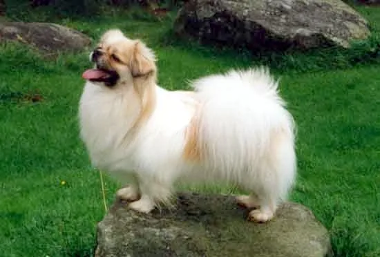 Tibetan Spaniel — canine cost calculator breed profile