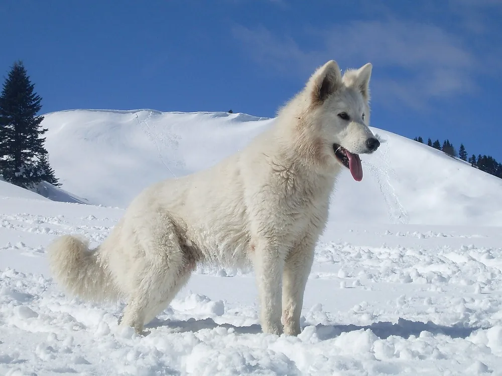 White Swiss Shepherd Dog — canine cost calculator breed profile