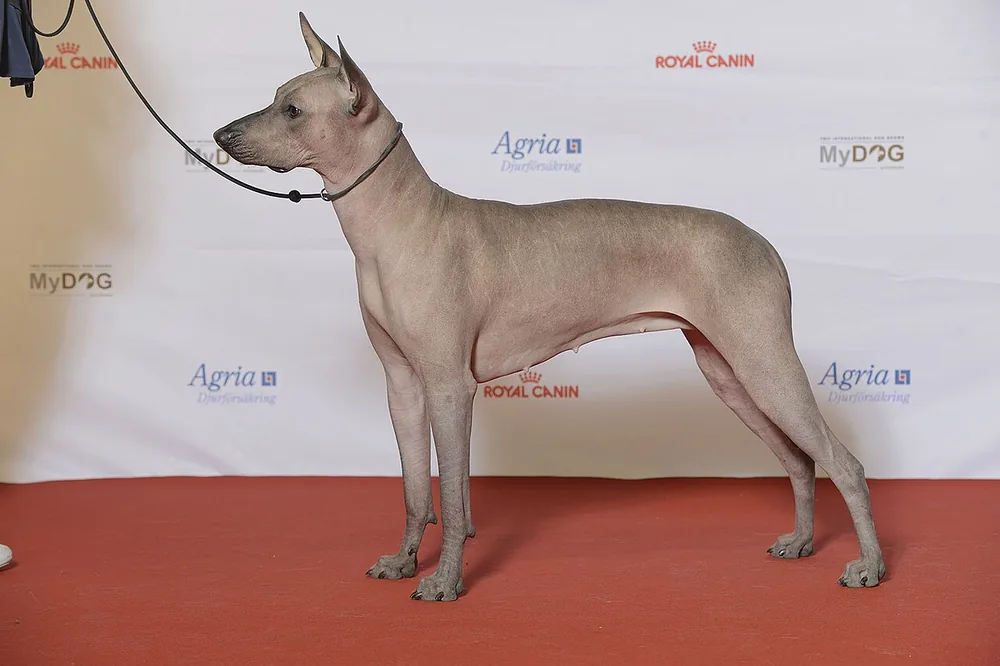 Xoloitzcuintli (Mexican Hairless) — canine cost calculator breed profile